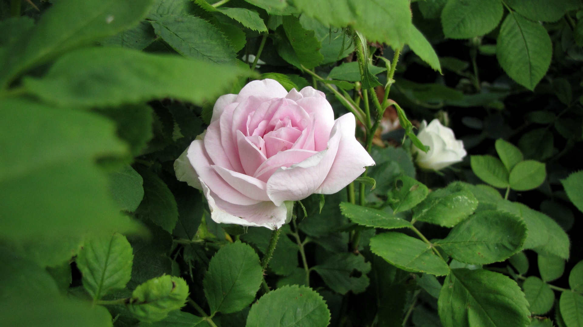Historisk rose: Minette